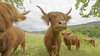 Schottische Hochlandrinder blicken in die Kamera