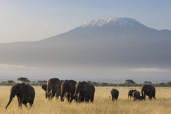 Kilimandscharo Elefanten__Foto Dr Jutta Ulmer und Dr Michael Wolfsteiner GbR Kilimandscharo Elefanten__Foto Dr Jutta Ulmer und Dr Michael Wolfsteiner GbR