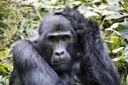 Bwindi_Nationalpark_Berggorilla Bwindi_Nationalpark_Berggorilla