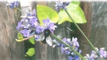 Foto Koring für Homepage2